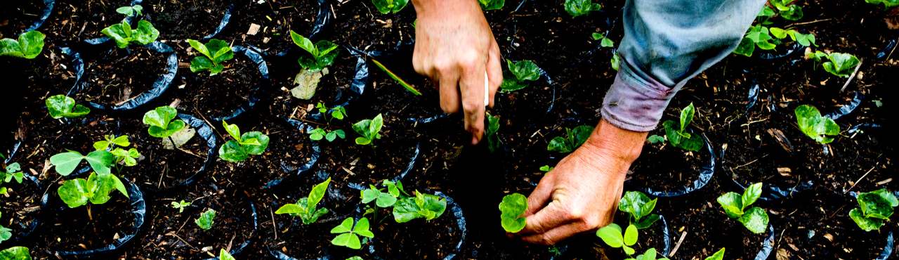 hands planting 